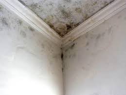 Why You Should Choose Our Mold Remediation Services in Colesville, MD